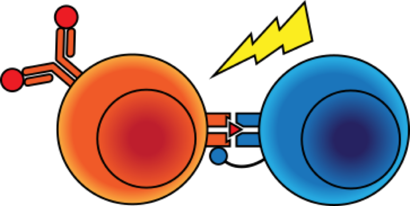 B cell and T cell diagram