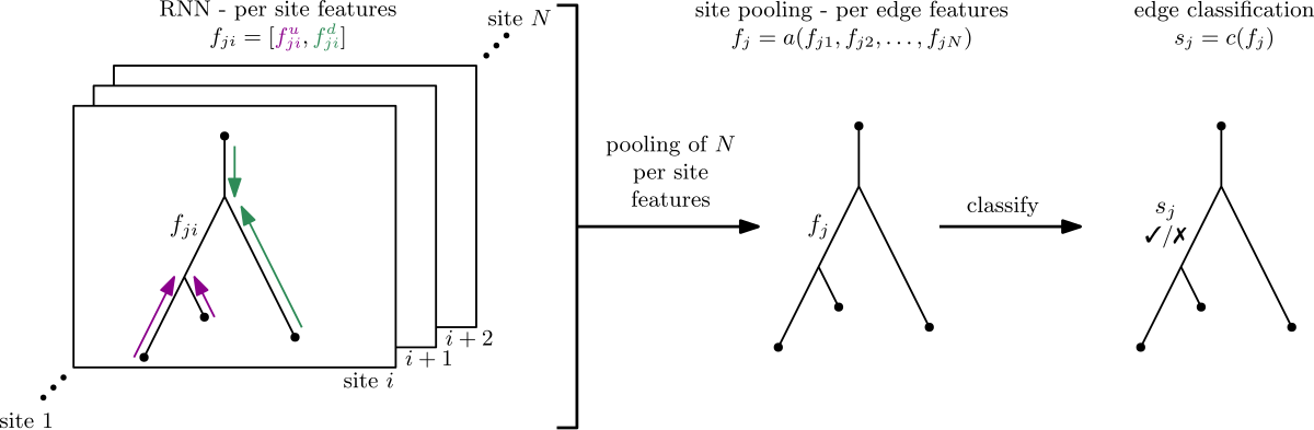DPVT model overview: a tree-shaped recurrent network traverses the alignment via Fitch reconstructions to classify each edge.